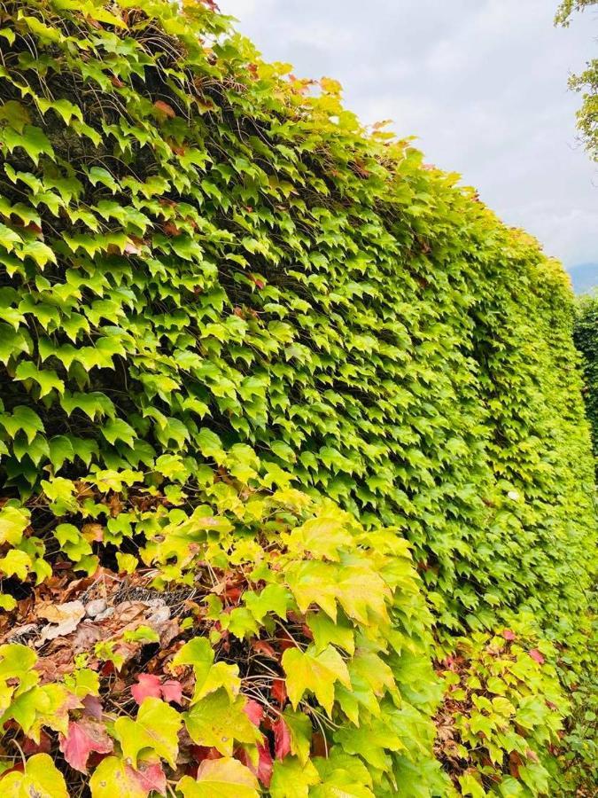 Green House Ξενοδοχείο Lagodekhi Εξωτερικό φωτογραφία