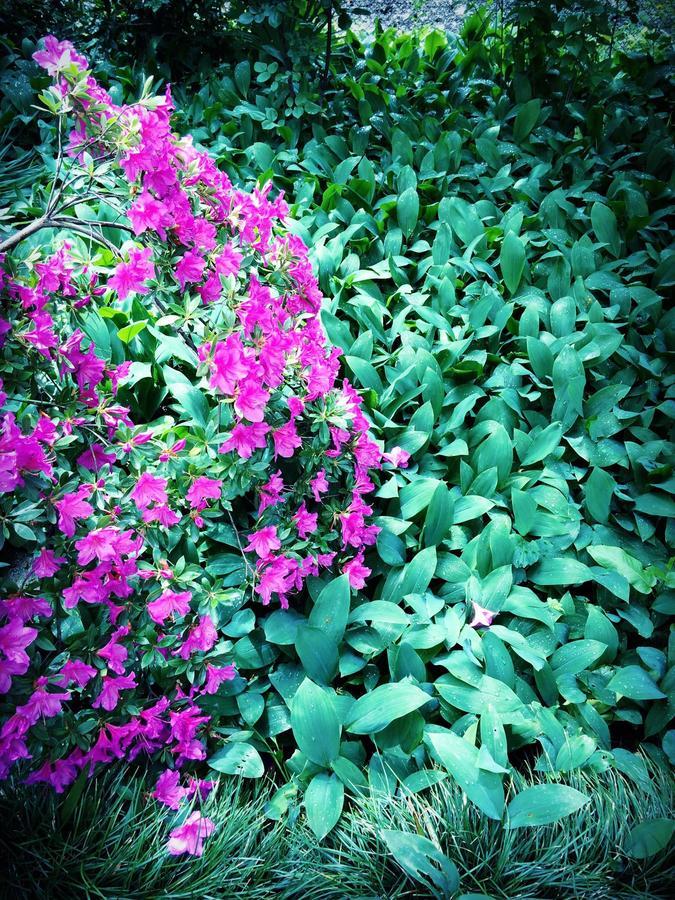 Green House Ξενοδοχείο Lagodekhi Εξωτερικό φωτογραφία