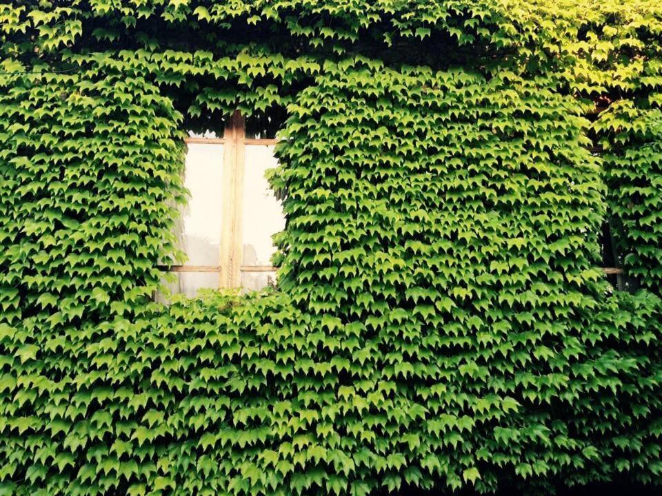 Green House Ξενοδοχείο Lagodekhi Εξωτερικό φωτογραφία